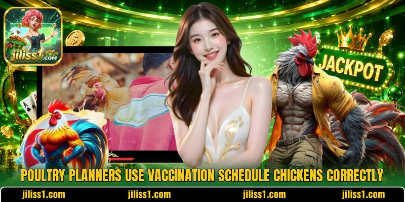 Poultry planners use vaccination schedule chickens correctly